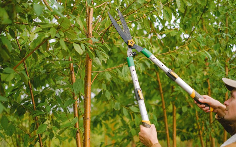 Tree trimming in Norwalk, IA